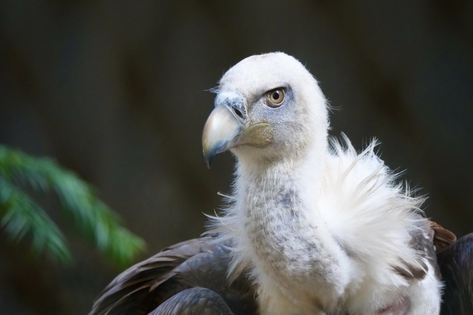 Gänsegeier - Gyps fulvus