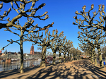 Frankfurt am Main, Sachsenhausen
